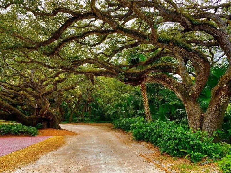 The Historic Jungle Trail