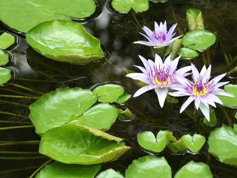 Waterlilies at McKee Botanical Garden