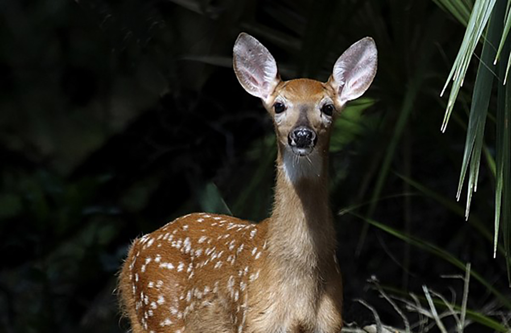 Image of baby deer