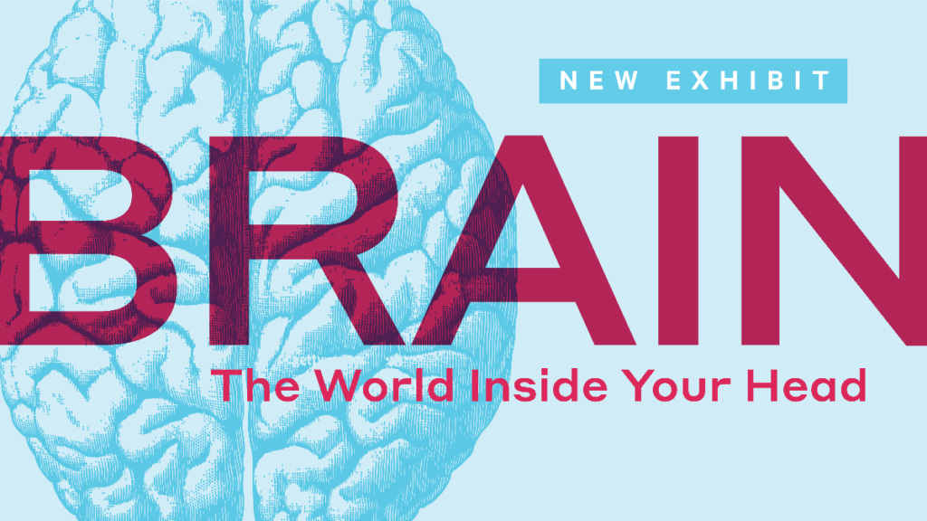 New Exhibit Brain The World Inside Your Head