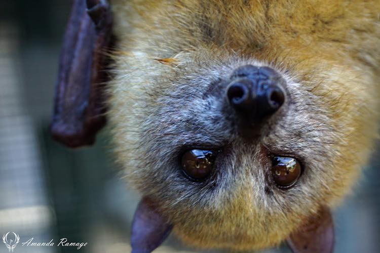 Flying fox at Lubee Bat Conservancy