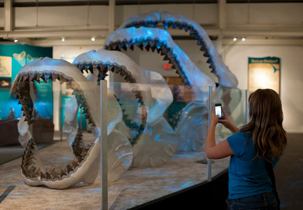 person viewing giant megalodon shark jaw fossils