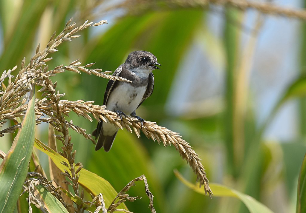 bank swallow bird