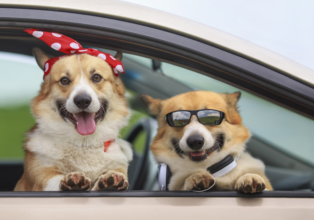 traveling dogs in a car