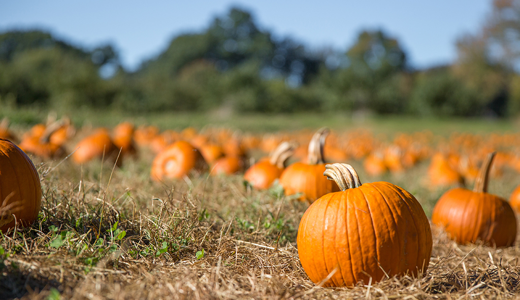 pumpkin patch