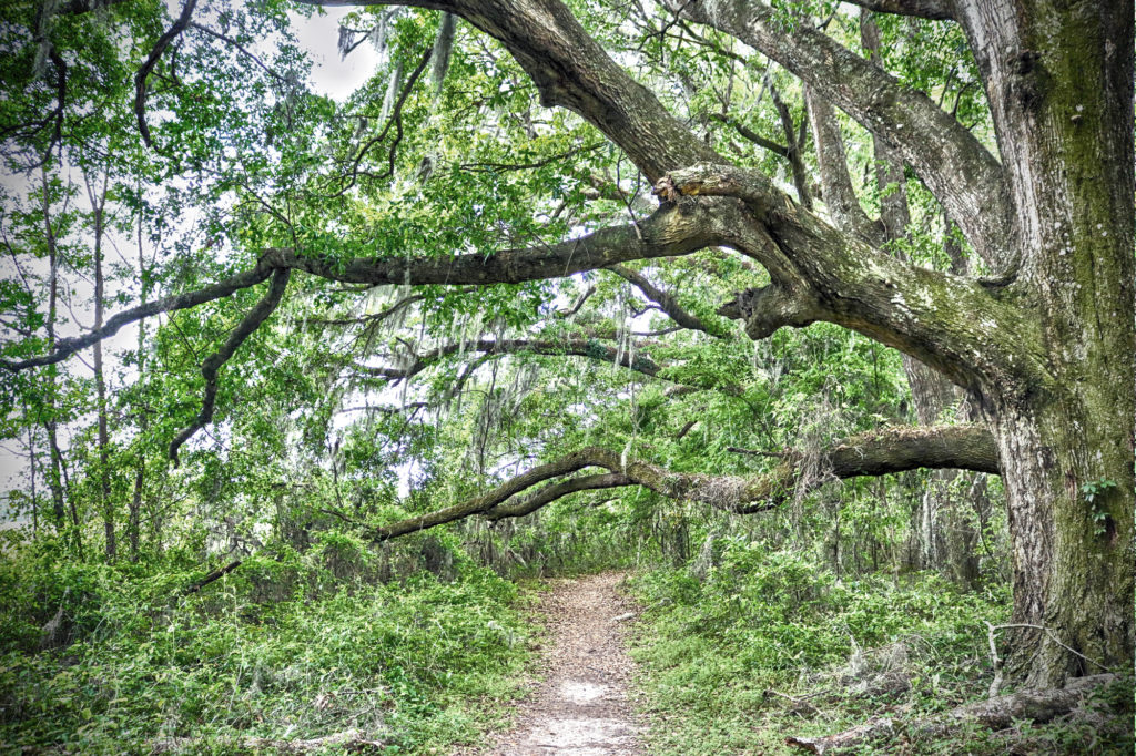 trail at san felasco state park