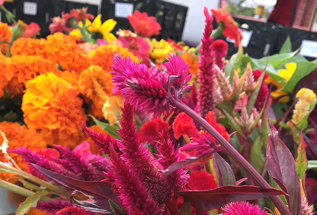 cut flowers at farmers market