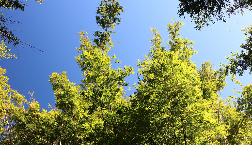 bamboo garden