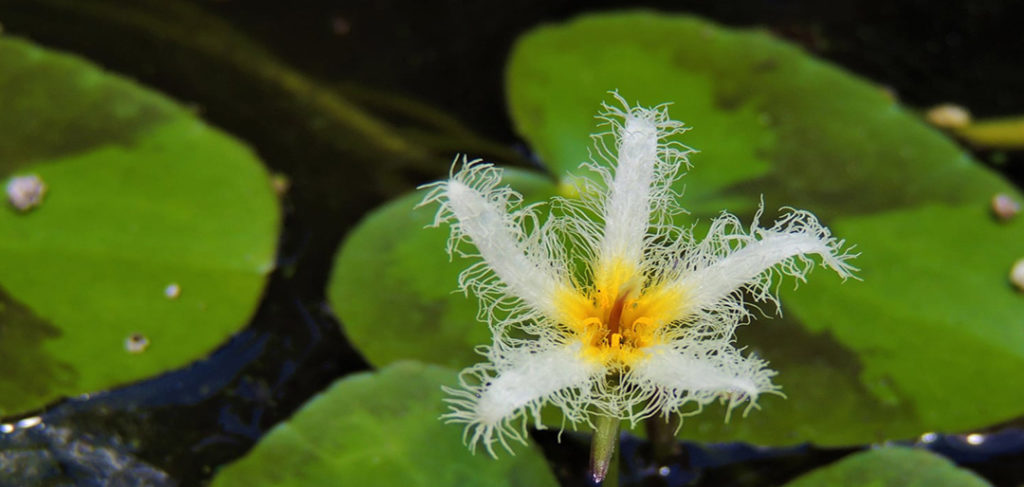 flower at Kanapaha Botanical Gardens