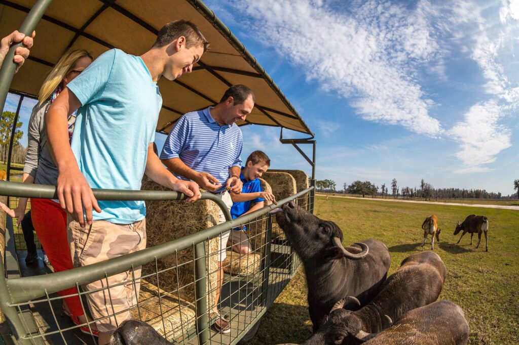 family feeding water buffalo while aboard a safari vehicle at Safari Wilderness Ranch in Lakeland, FL 