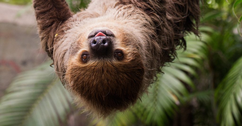 sloth hanging upside down