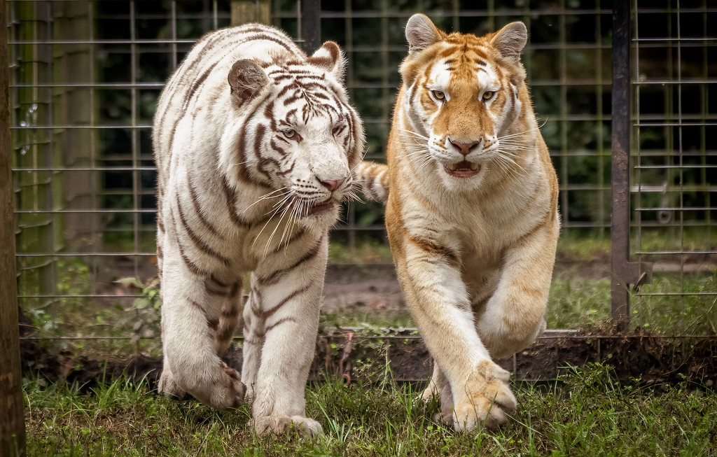 tigers at carson springs