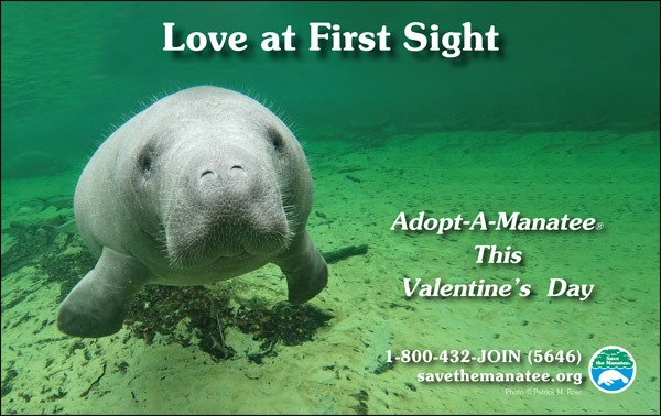 Adopt A Manatee 1