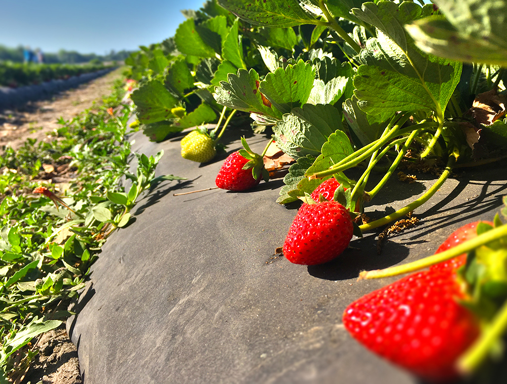 Upick strawberries at rogers farm