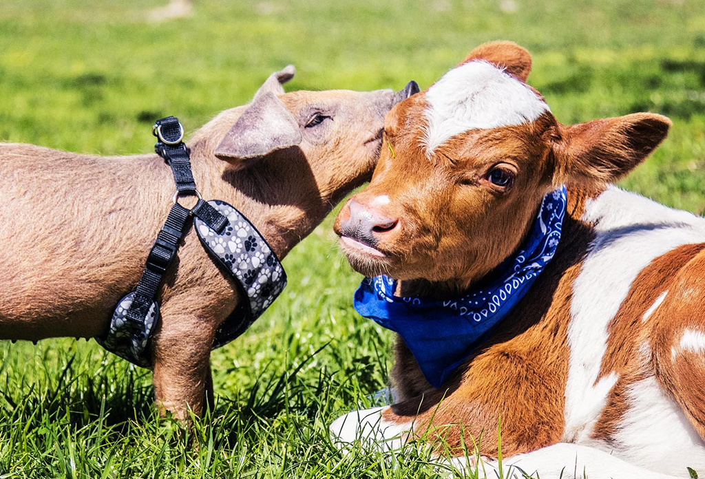 pig and cow at critter creek sanctuary