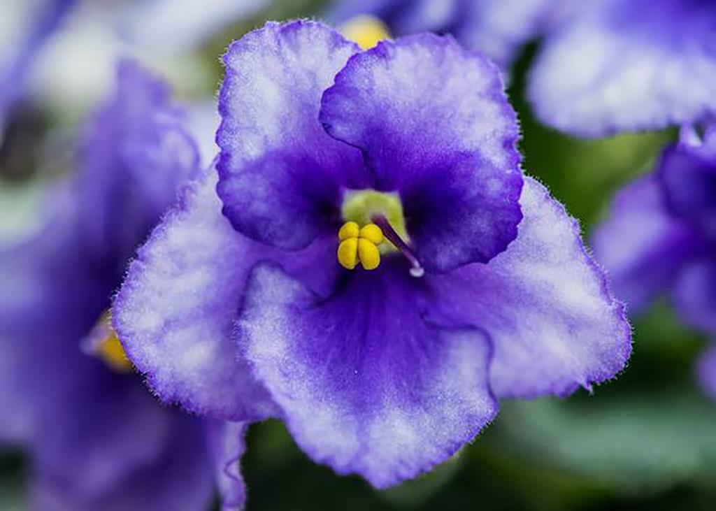 blooming flower at kanapaha