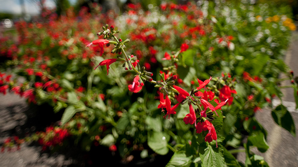 blooming flowers