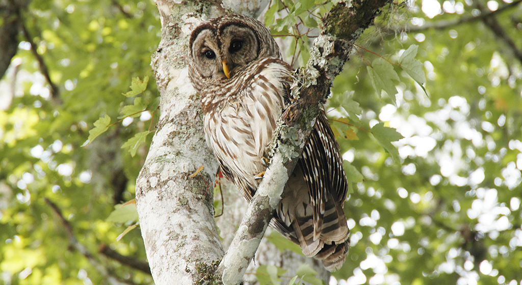 barred owl