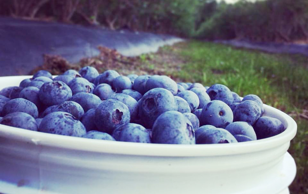 bucket of blueberries