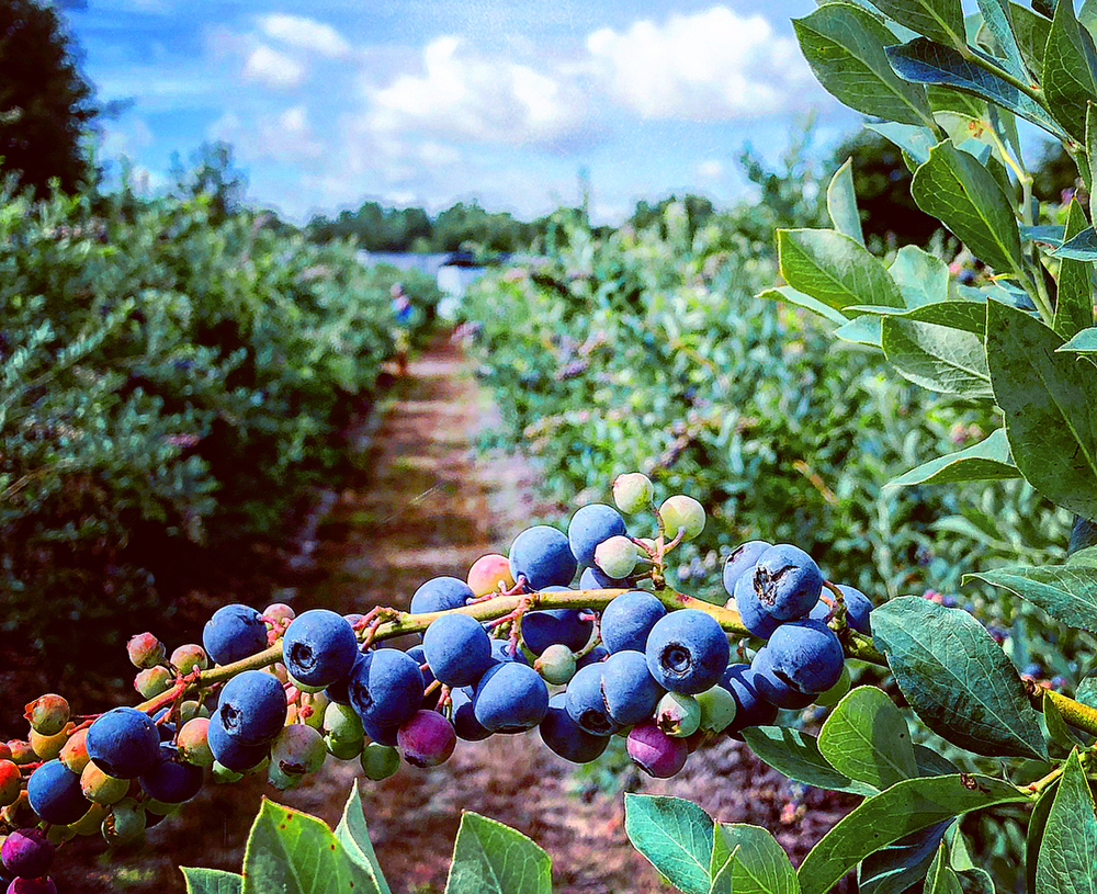 blueberries at deep spring farm