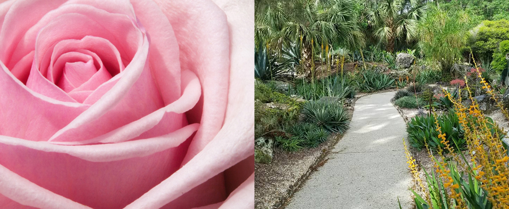 flower bloom and kanapaha rock garden