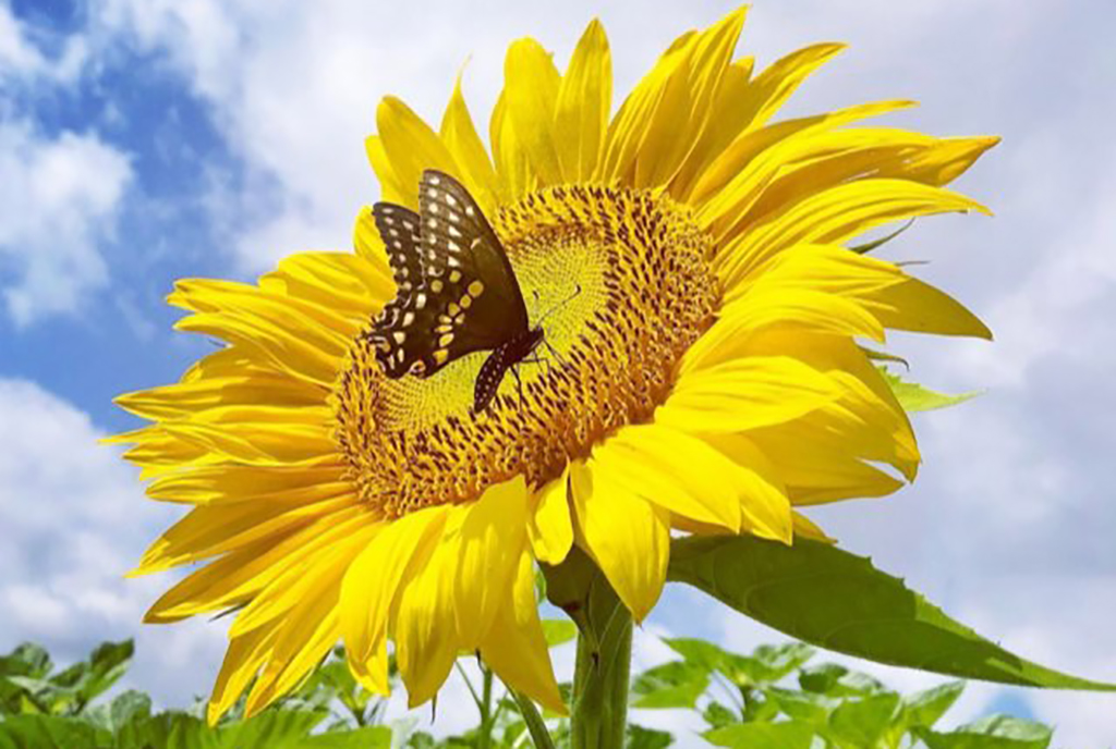 sunflower at roger's farm