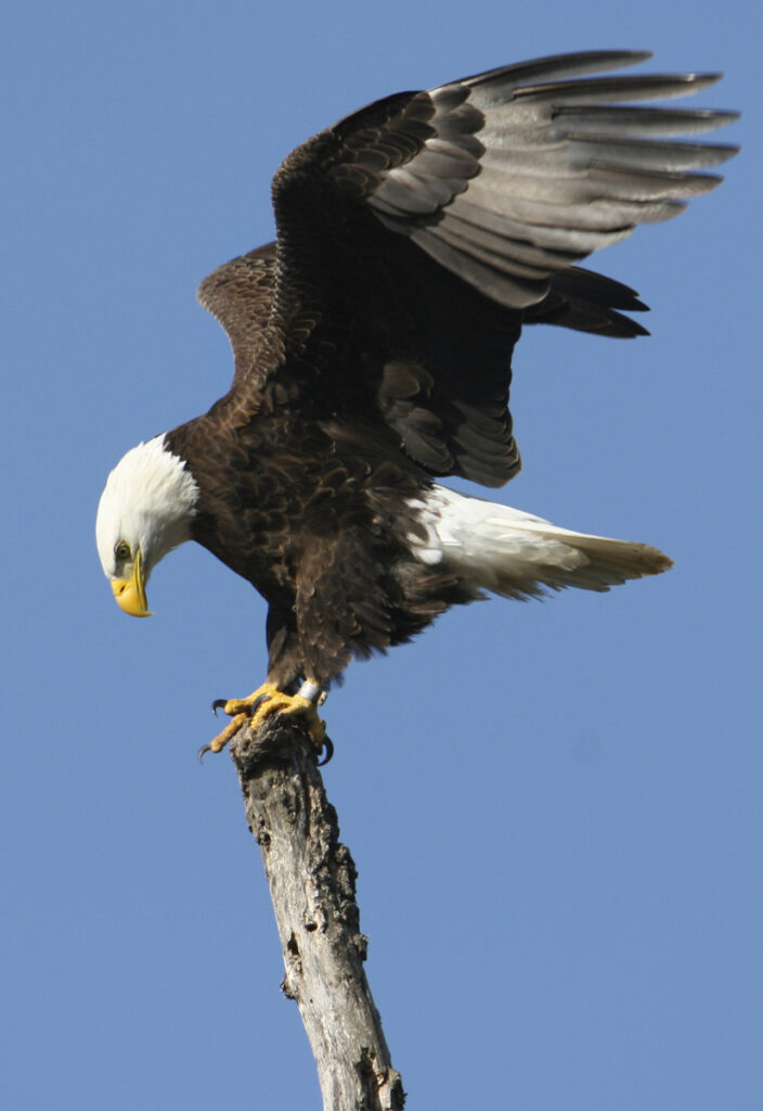 Eagle landing on perch at Lake Kissimmee State Park