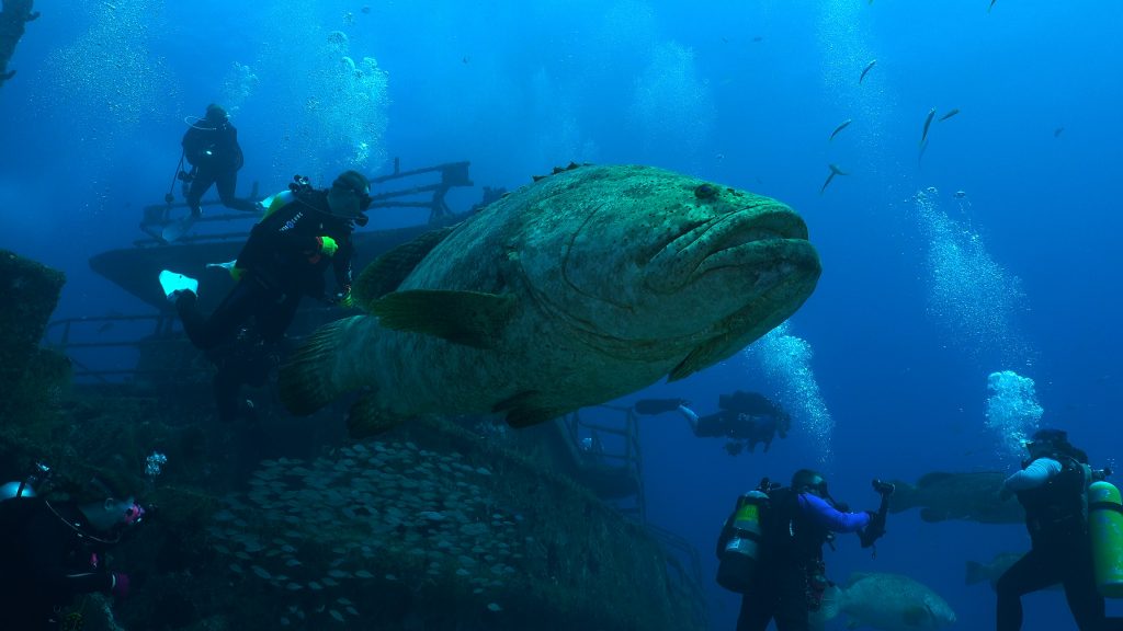 underwater diving photo