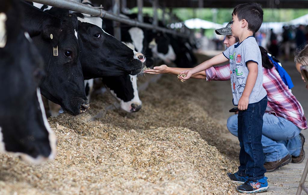 family day at the dairy farm