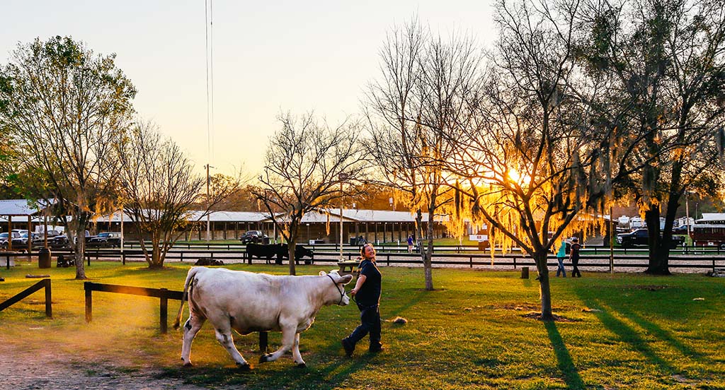 sunset at youth fair with person leading a cow