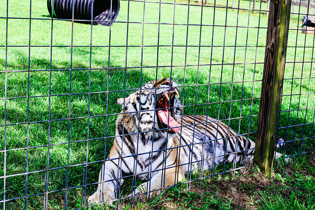 tiger at carson springs