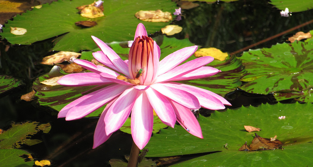 blooming lily flower