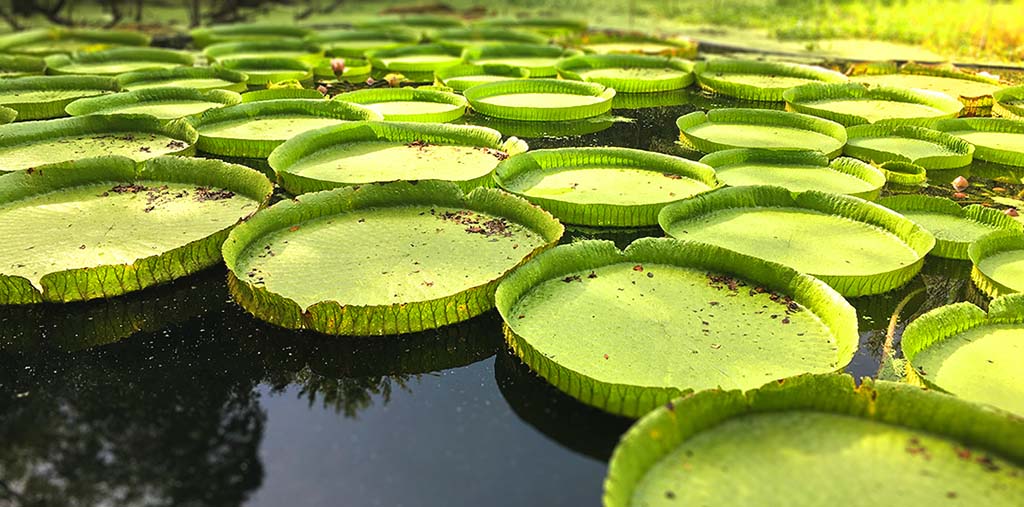 giant victoria lilies