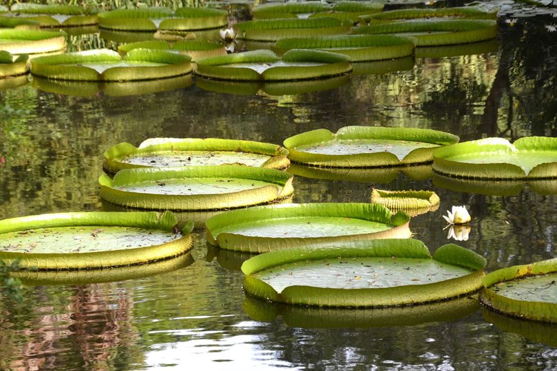 giant victoria lilies at kanapaha