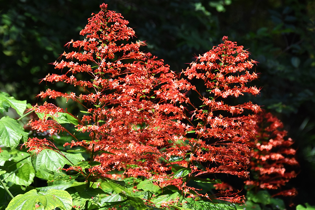 pagoda plant blooms