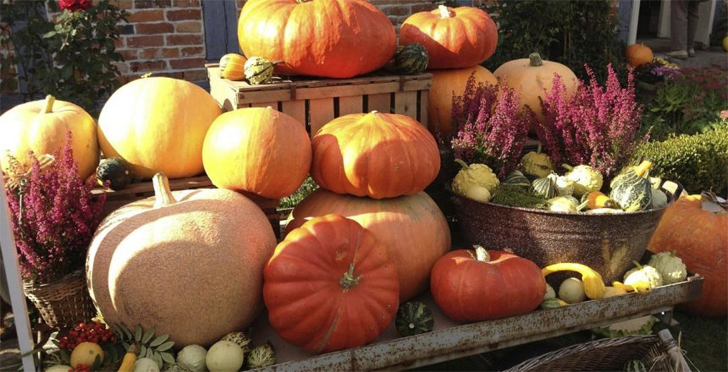 pumpkins and fall squash