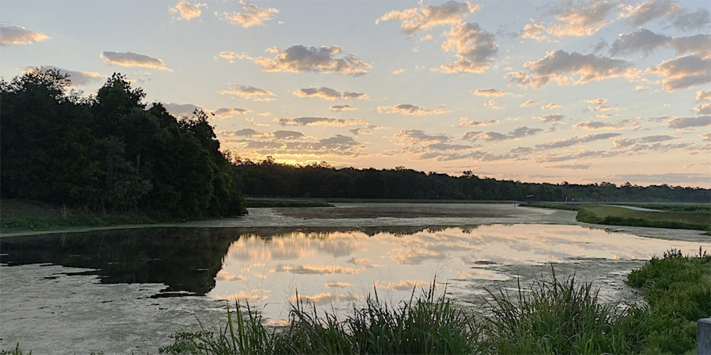 sunrise at sweetwater wetlands park