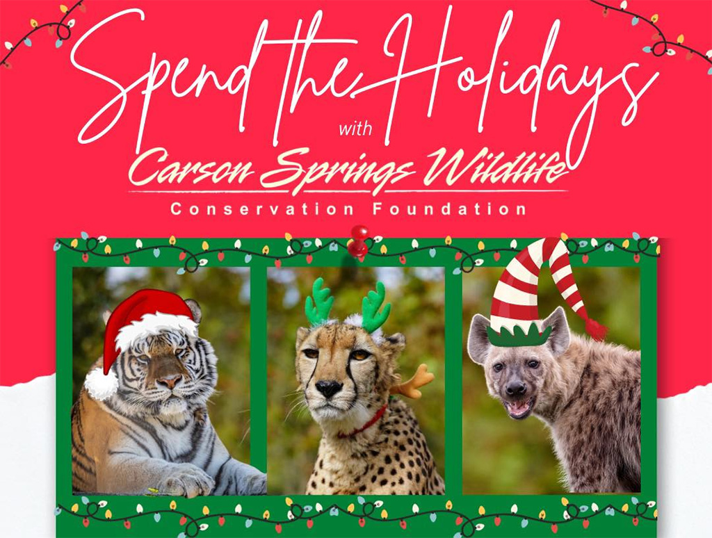 carson springs holiday tours