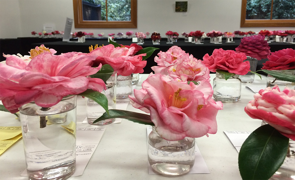 camellias displayed for judging