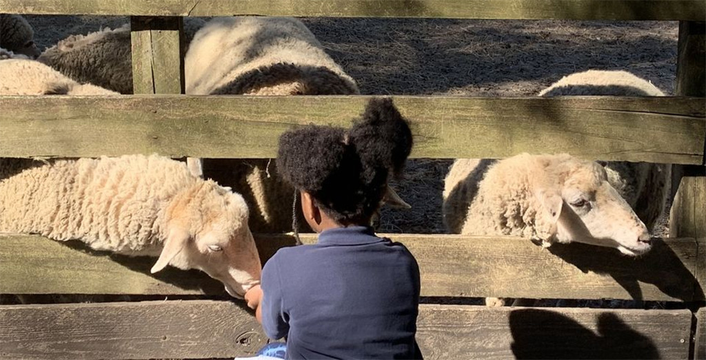 child with sheep