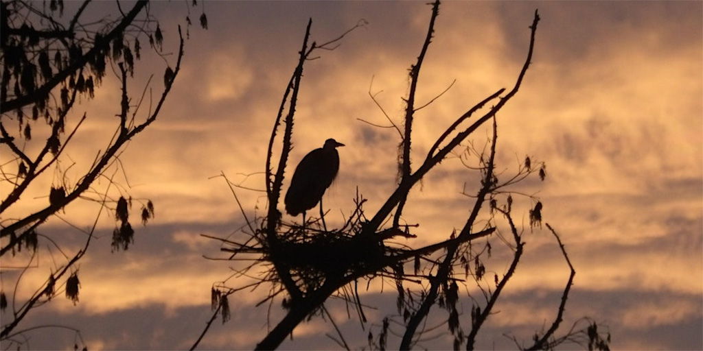 night hike at sweetwater wetlands bird